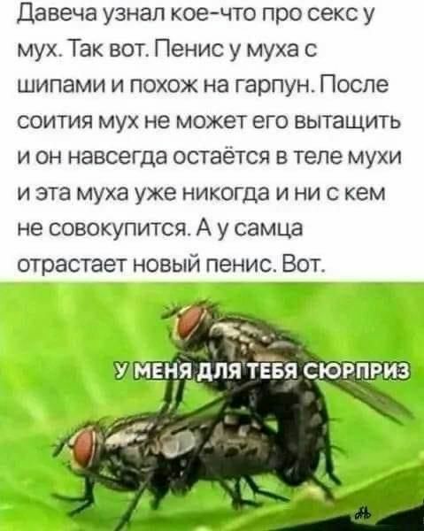 Давеча узнап коечто про секс у мух Так вот Пенис у муха шипами и похож на гарпун После соития мух не может его вытащить и он навсегда остается в теле мухи и эта муха уже никогда и ни с кем не совокупится А у самца отрастает новый пенис Вот