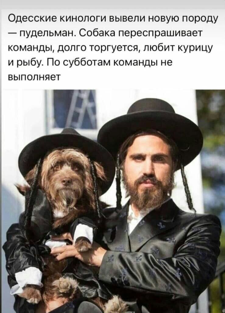 Одесские кинологи вывели новую породу пудепьман Собака переспрашиввет команды допго торгуется любит курицу и рыбу По субботам команды не выполняет