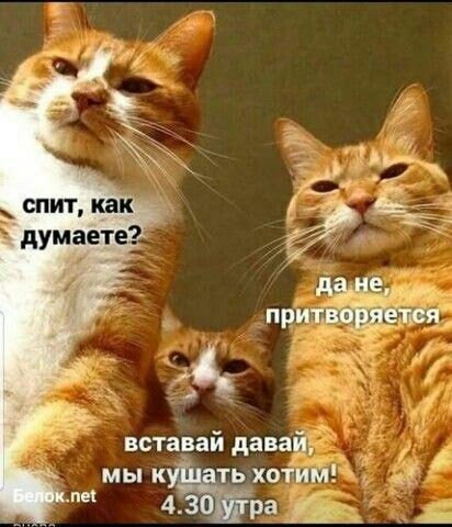 спит как думаете вставай давай 4 ра мы к ть огЁит