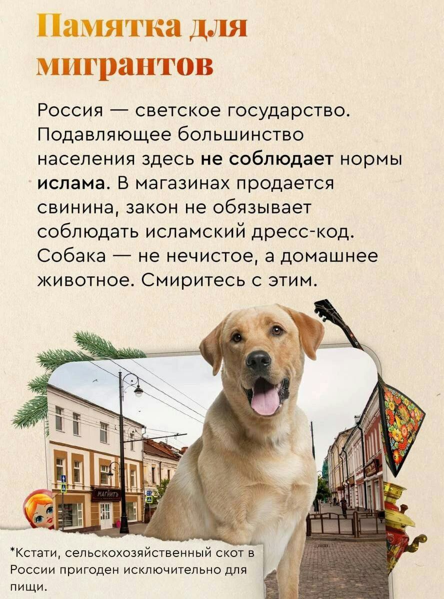 и ИЦЛЯТКЗ Ш мигрантов Россия светское государства Подавляющее большинство населения здесь не соблюдает нормы ислама В магазинах продается свинина закон не обязывает соблюдать исламский дресскод Собака не нечистое а домашнее животное Смиритесь этим Кстати сельскохозийственный скол в России пригапеи исключительно для пищи