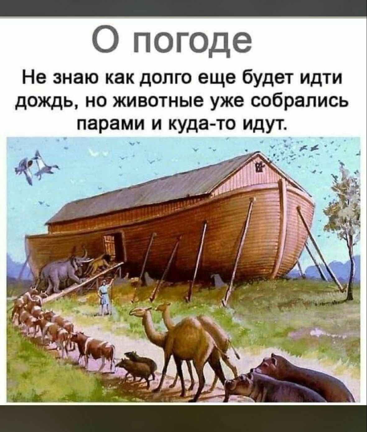 _ О погоде Не знаю как долго еще будет идти дождь но животные уже собрались парами и кудато идут