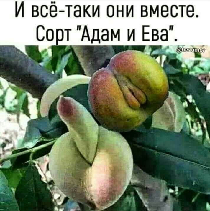 И всё таки они вместе Сот Адам и Ева _