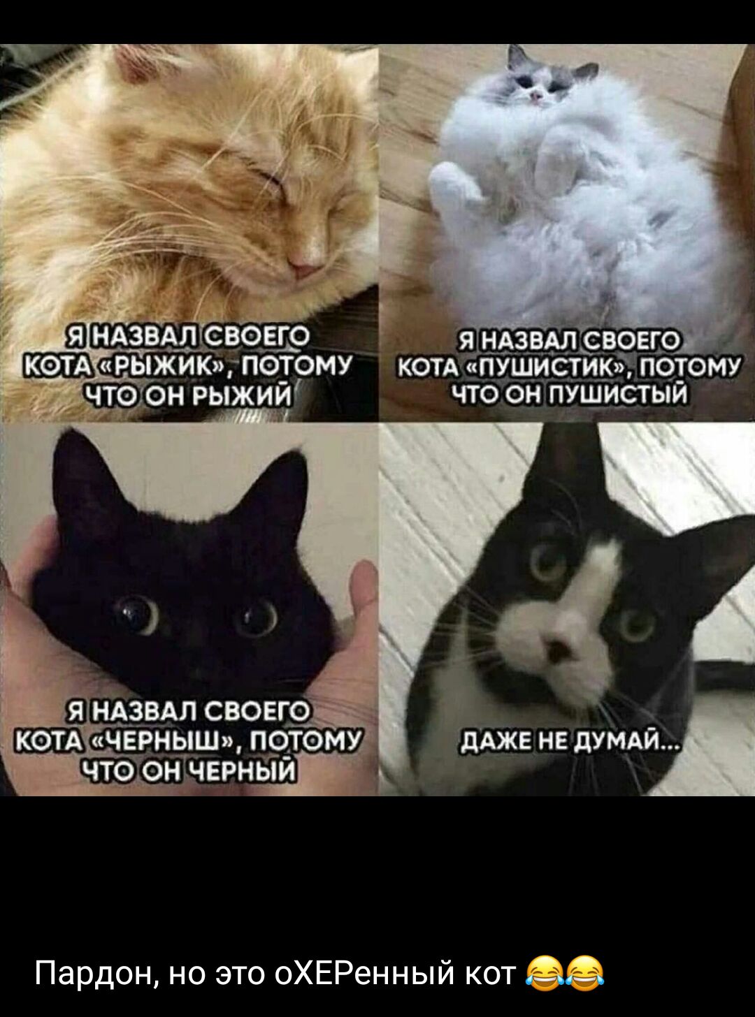 я КОТА пушсгик потому что он пушистый Пардон но это оХЕРенный кот