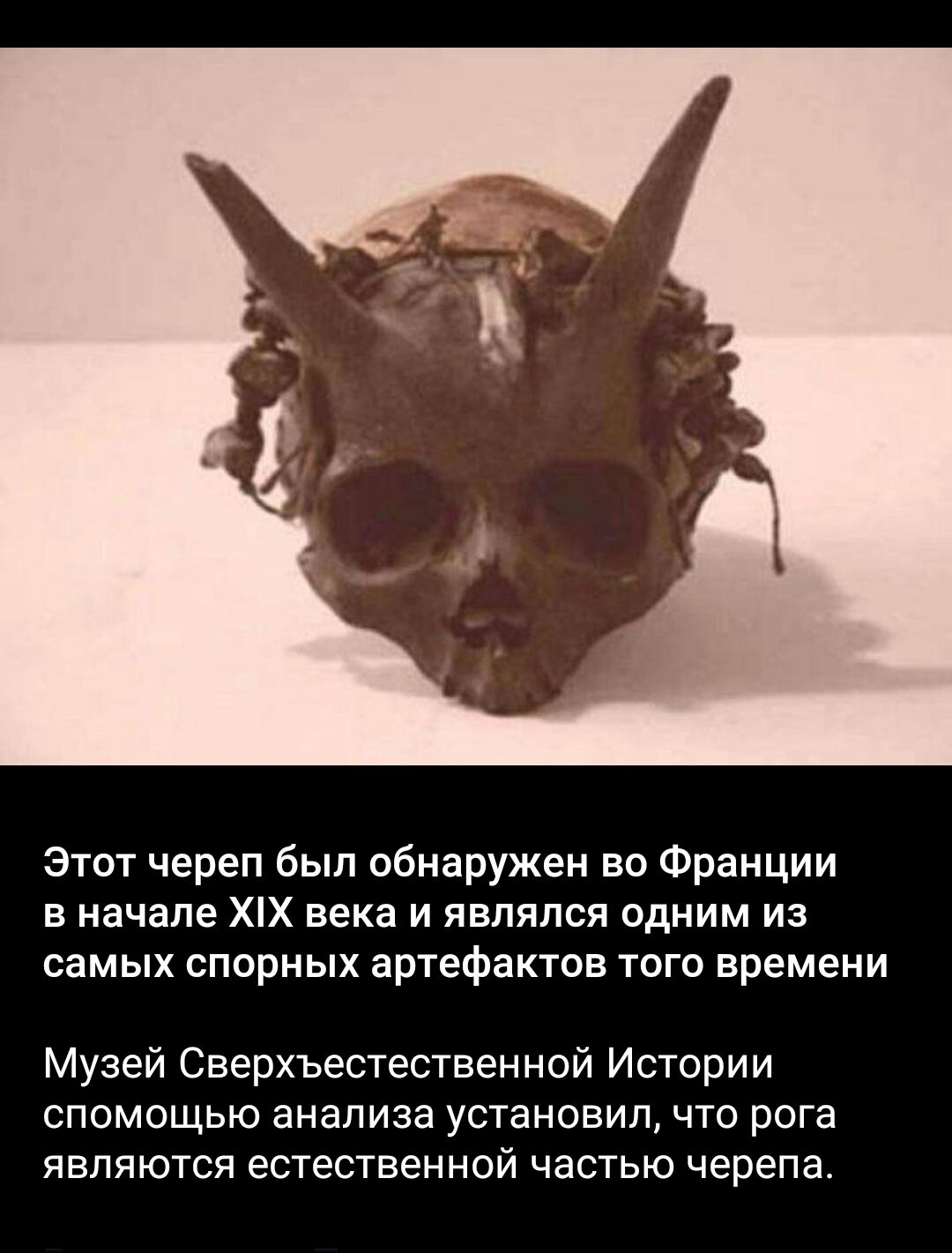 Этот череп был обнаружен во Франции в начале ХХ века и являлся одним из самых спорных артефактов того времени Музей Сверхъестественной Истории спомощью анализа установил что рога являются естественной частью черепа