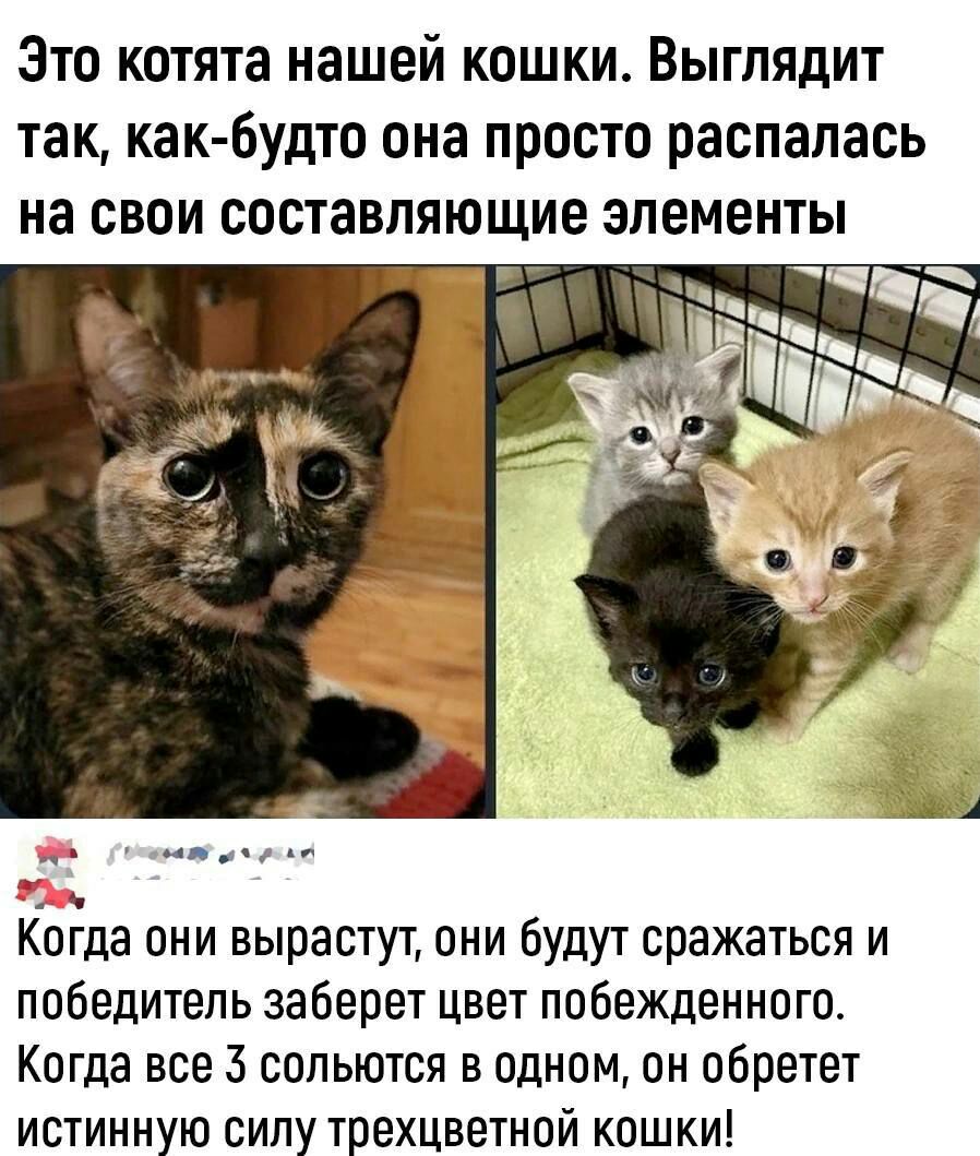 Зто котята нашей кошки Выглядит так как будто она просто распалась на свои составляющие элементы КоЁда они вырастут они будут сражаться и победитель заберет цвет побежденного Когда все 3 сольются в одном он обретет истинную силу трехцветной кошки
