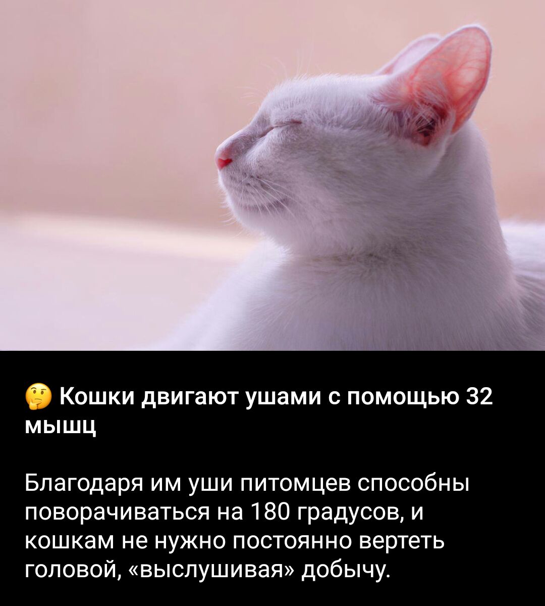 Кошки дви ют ушами помощью 32 мышц Благодаря им уши питомцев способны поворачиваться на 180 градусов и кошкам не нужно постоянно вертеть головой выслушивая добычу