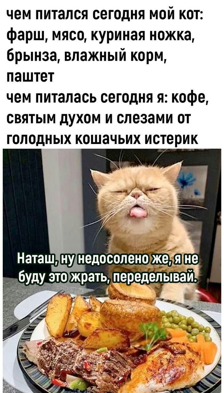 чем питался сегодня мой кот фарш мясо куриная ножка брынза влажный корм паштет чем питалась сегодня Я кофе СВЯТЫМ дУХОМ И слезами ОТ ГОЛОДНЫХ КОШЗЧЬИХ истерик