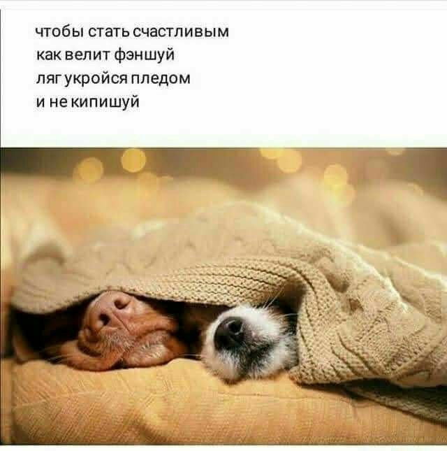 чтобы стать счастливым как велит фэншуй пигухрсйсп ппедом и не кипишуй
