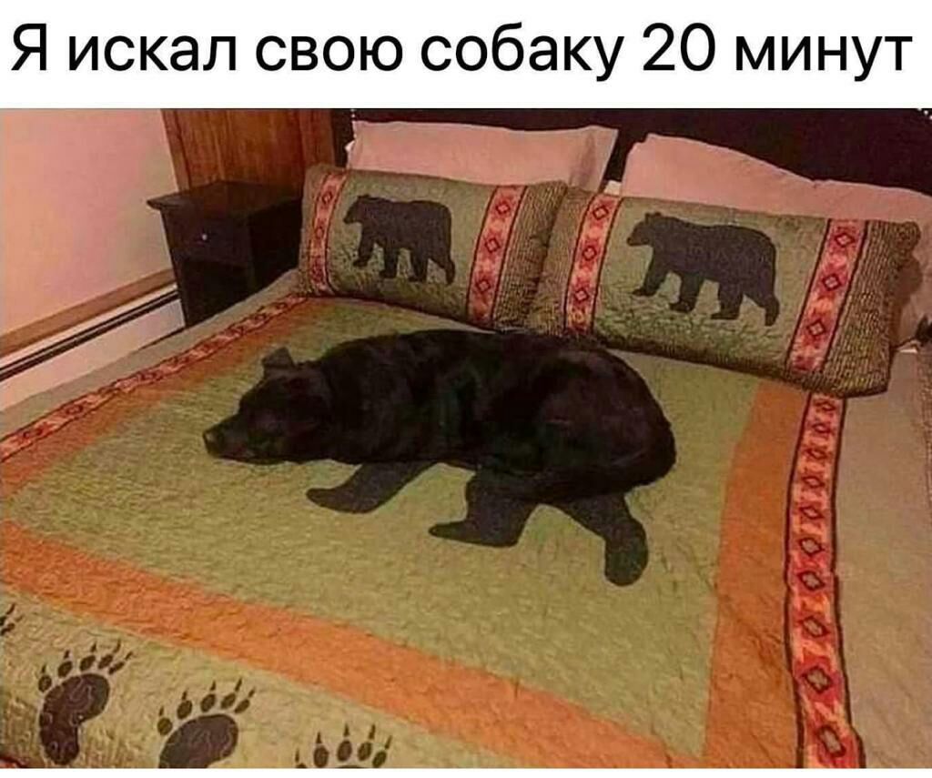 Я искал свою собаку 20 минут
