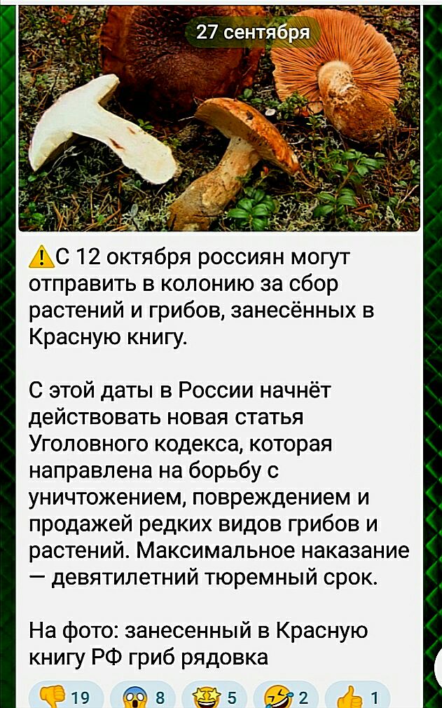 жэ 27 сентй ря С 12 октября россиян могут отправить в колонию за сбор растений и грибов занесённых в Красную книгу С этой даты в России начнёт действовать новая статья Уголовного кодекса которая направлена на борьбу с уничтожением повреждением и продажей редких видов грибов и растений Максимальное наказание девятилетний тюремный срок На фото занесенный в Красную книгу РФ гриб рядовка их 1 19