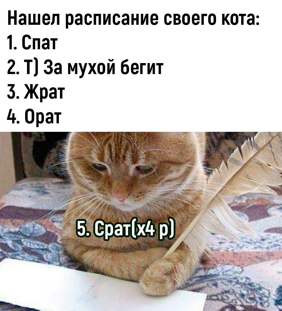 Нашеп расписание своего кота 1 Спат 2 Т За мухой бегит 3 Жрат