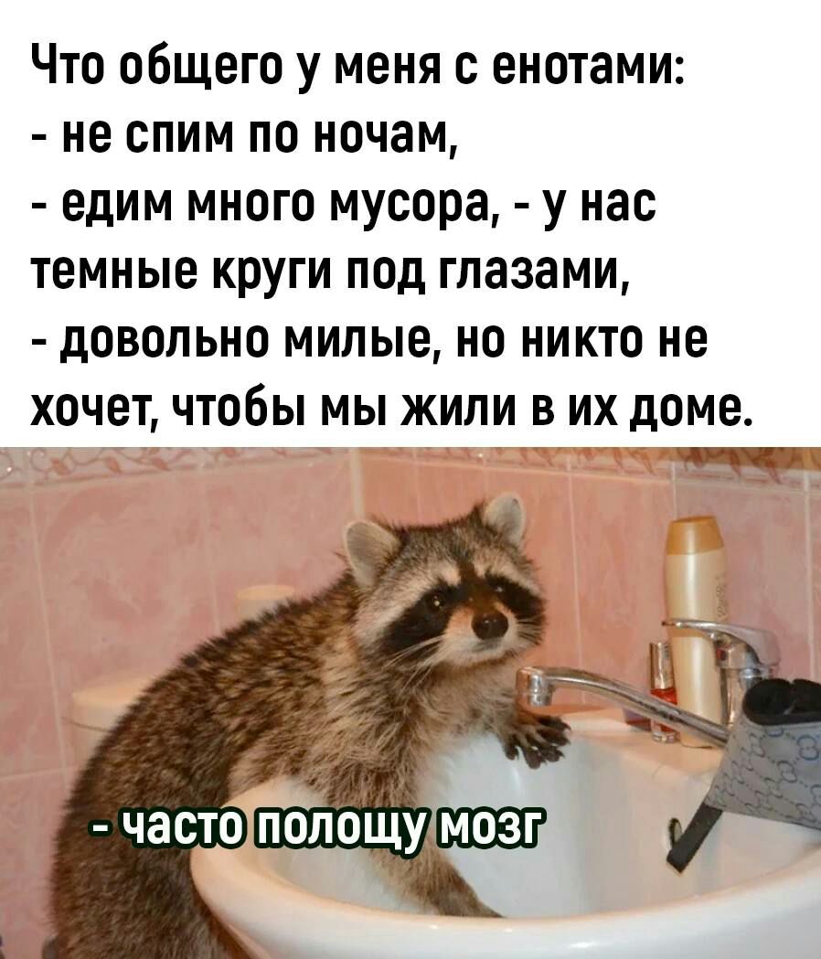 Что общего у меня с енотами не спим по ночам едим много мусора у нас темные круги под глазами довольно МИЛЫЕ но НИКТО не хочет чтобы мы жили в их доме