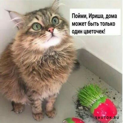 Пойми Ириша дома может быть только один цветочек
