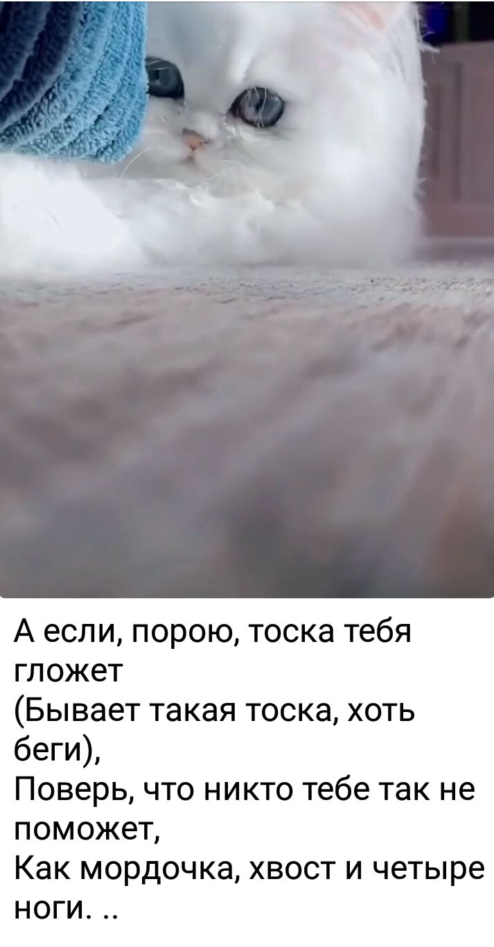 А если п гложет Бывает такая тоска хоть беги Поверь что никто тебе так не поможет КЭК мордочка ХВОСТ И четыре НОГИ