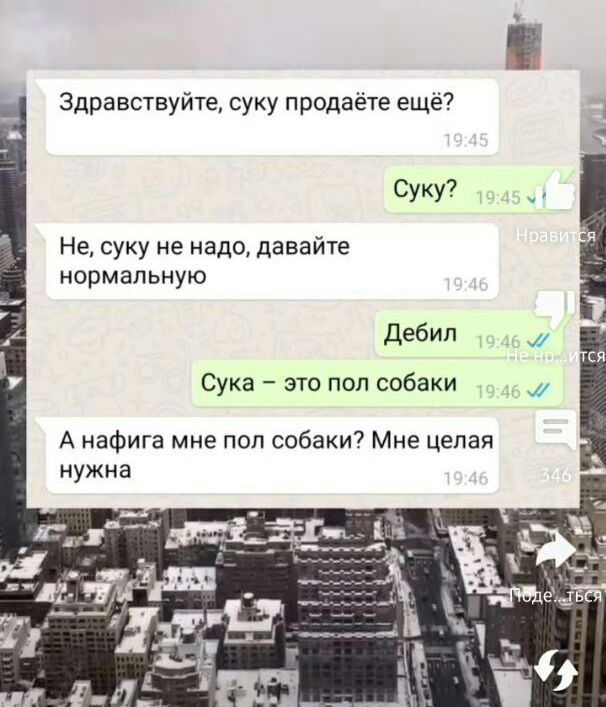 Здравствуйте суку продаете еще Суку Не суку не надо давайте нормальную дебил сука это под собаки А нафига мне под собаки7 Мне целая