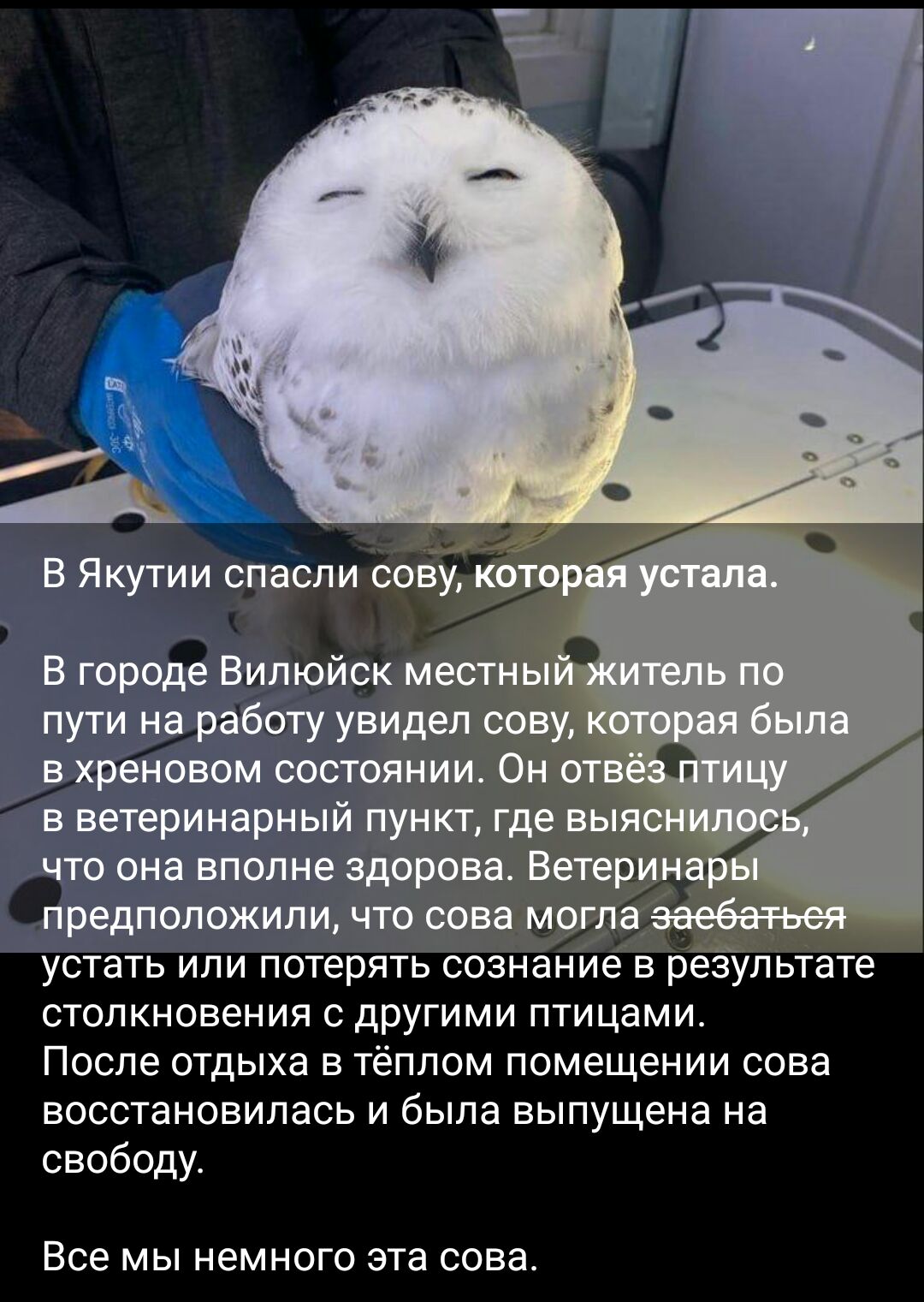 В городе Вилюйск м пути на работу увидел _ в хреновом состоянии 17 в ветеринарный пункт где вы предположили чтосвв могла УСТЗТЬ ИПИ потерять сознание В результате столкновения с другими птицами После отдыха в тёплом помещении сова восстановилась и была выпущена на свободу Все мы немного эта сова