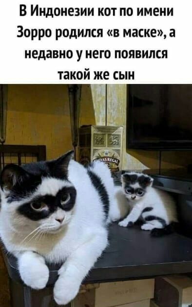 В Индонезии кот по имени Зорро родился в маске а недавно у него появился такой же сын