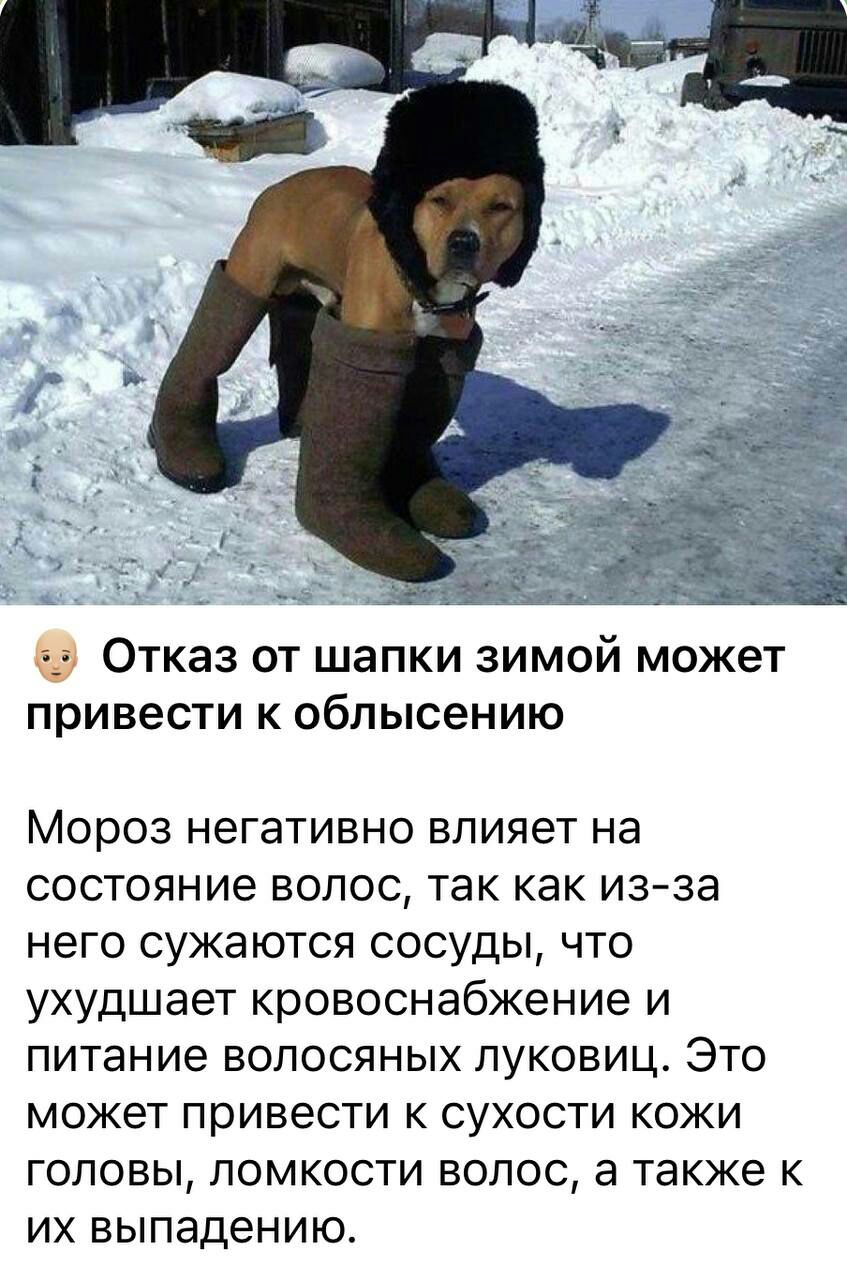 д Отказ от шапки зимой может привести к облысению Мороз негативно влияет на состояние волос так как изза него сужаются сосуды что ухудшает кровоснабжение и питание волосяных луковиц Это может привести К СУХОСТИ КОЖИ головы ломкости волос а также к ИХ выпадению