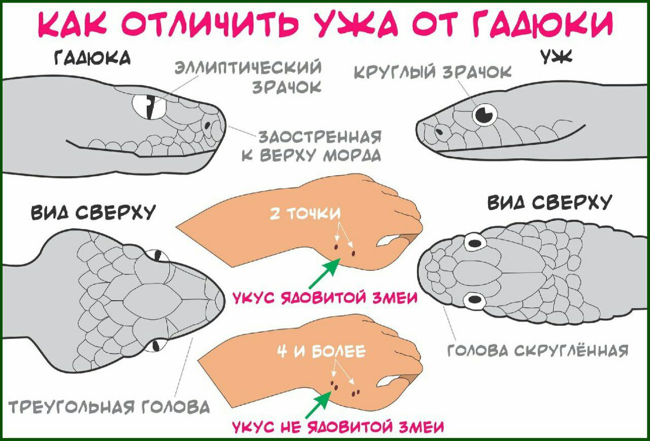 КАК ОТЛИЧИТЬ УЖА ОТ ГЩОКИ эмитичккИЙ кпуглымичок зпчцц острыми ввожу моим ш сверху ш ЕР укус ми мы нигде тангопжл Монд им и ши