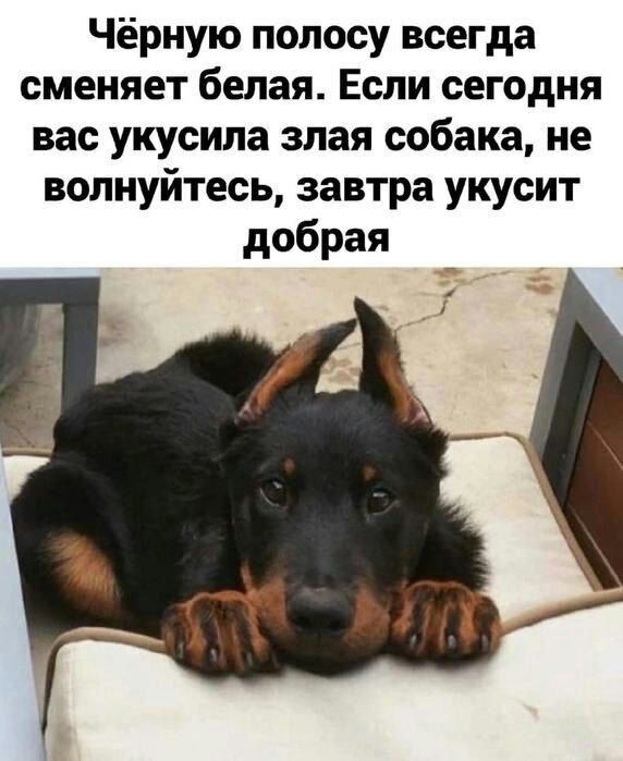 Чёрную полосу всегда сменяет белая Если сегодня вас укусила злая собака не волнуйтесь завтра укусит добрая