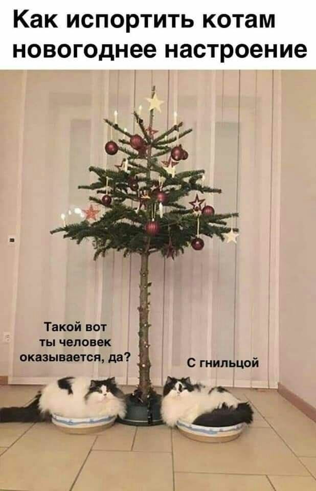 Как ИСПОРТИТЬ котам НОВОГОДНЕЕ настроение Такой вот ТЫ ЧЕЛОВЕК отзыв стоя м7 _ с гиипьцой