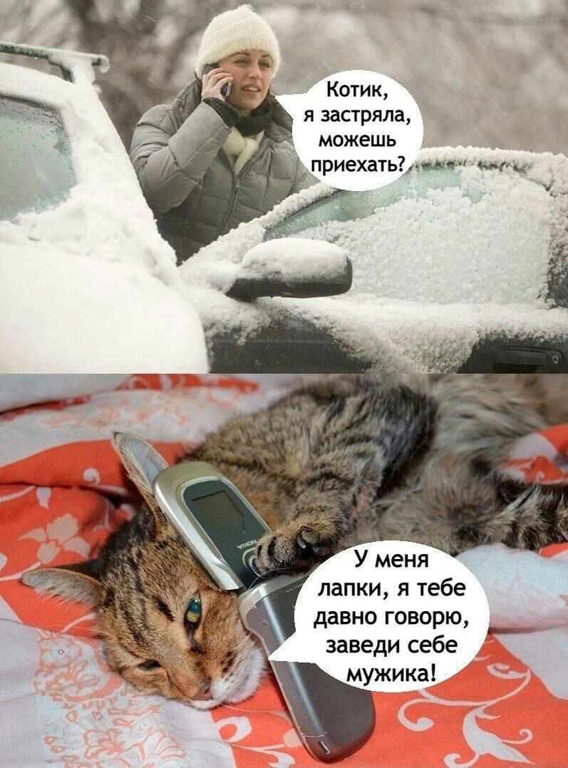 котик я запряла _ можешь приехатьлт щи У меня лапки я тебе давил говорю заведи себе