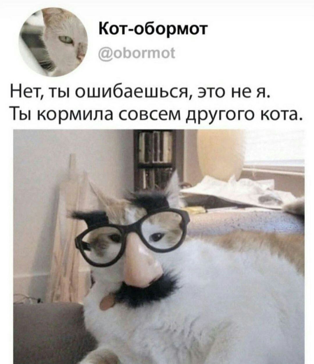 Нет ты ошибаешься это не я Ты кормила совсем другого кота