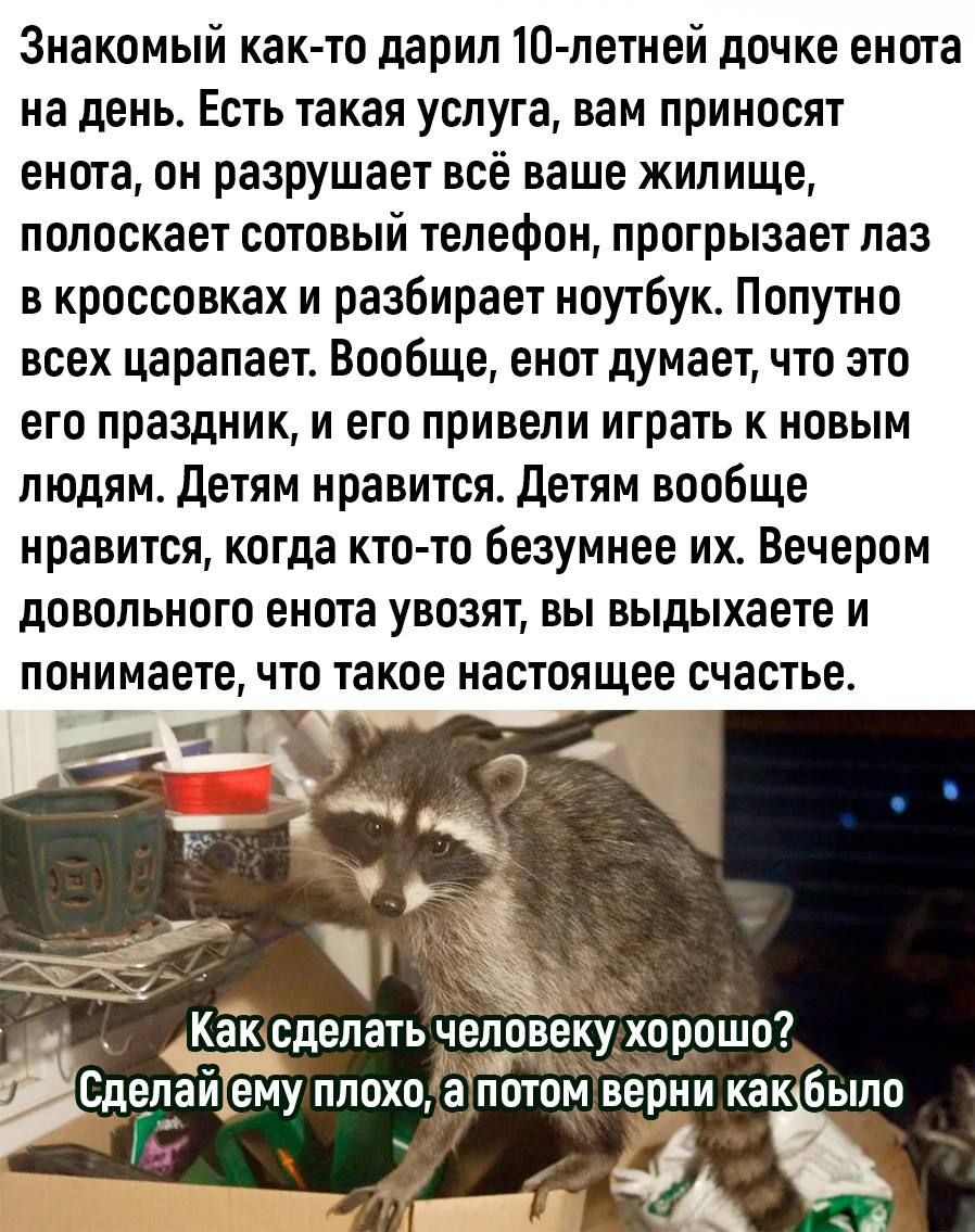 Знакомый как то дарил 10 летней дочке енота на день Есть такая услуга вам приносят енота он разрушает все ваше жилище полоскает сотовый телефон протрызает лаз в кроссовках и разбирает ноутбук Попутно всех царапает Вообще енот думает что это ЕГО праздник И ЕГО привели играть К НОВЫМ людям детям нравится Детям вообще нравится когда кто то Безумнве их Вечером довольного енота увозят вы выдыхаете и ПО