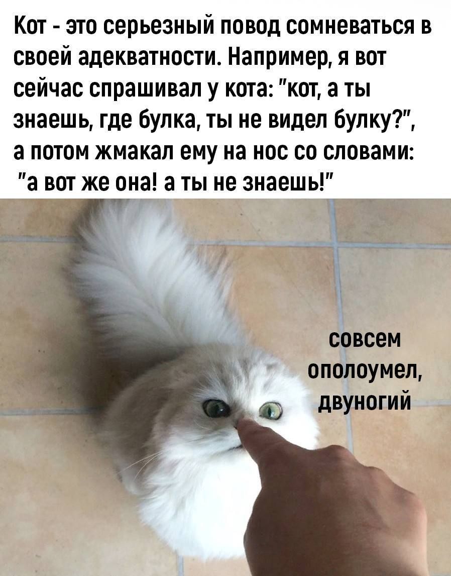 Кот это серьезный повод сомневаться в своей адекватности Например я вот сейчас спрашивал у кота кот а ты знаешь где булка ты не видел булку а потом жмакал ему на нас со словами а вот же она а ты не знаешь совсем опплоумел двупогий