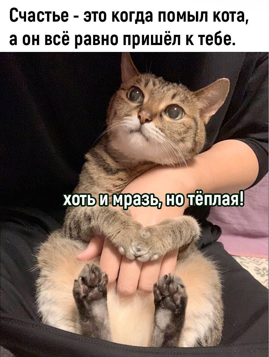 Счастье это когда помыл кота а он всё равно пришёл к тебе