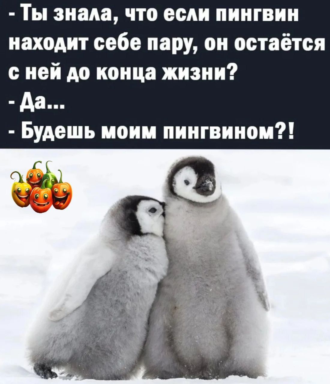 Ты знала что если пингвин находит себе пару он остаётся с ней до конца жизни Будешь моим пннгвннои