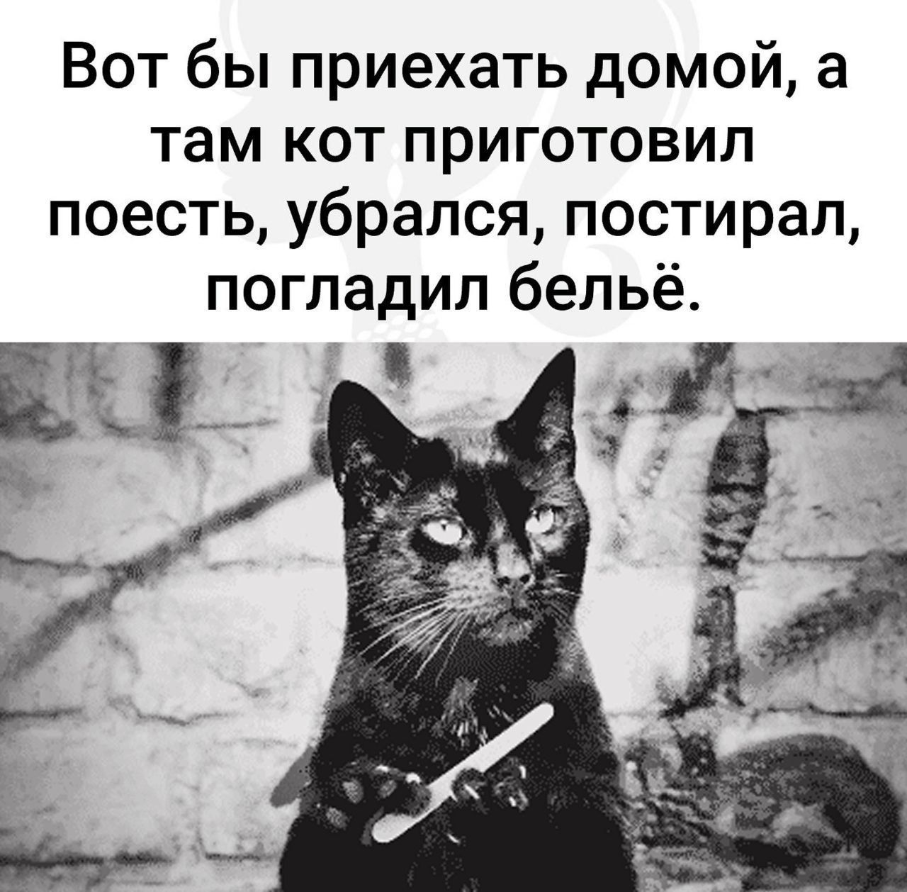 Вот бы приехать домой а там кот приготовил поесть убрался постирал погладил бельё