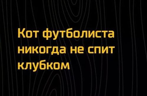 Кот футболиста никогда не спит клубком