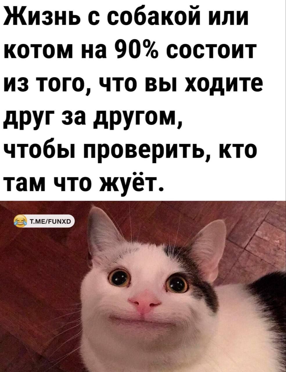 Жизнь с собакой или котом на 90 состоит ИЗ ТОГО ЧТО ВЫ ходите дРУГ за другом чтобы проверить кто там что жуёт