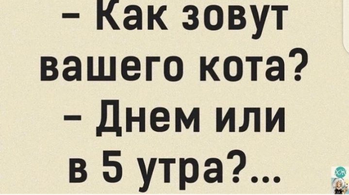 Как зовут вашего кота Днем или в 5 утра