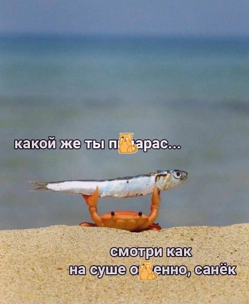 визжат 3 0 __ гг тг Ёж