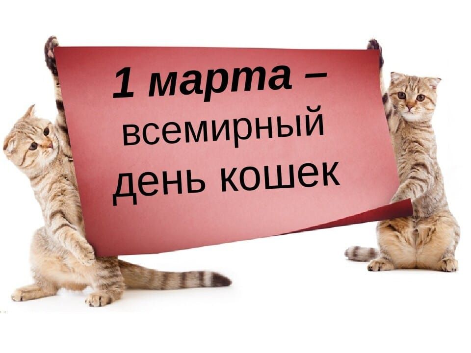 _ 1мёрпЁГЁ всемирный ЁЁ день кошек