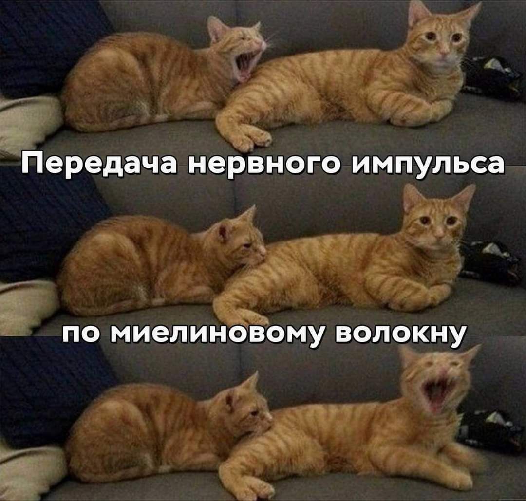Передача нервного импульса по МИеПИНОВОМУ ВОЛОКНУ ё