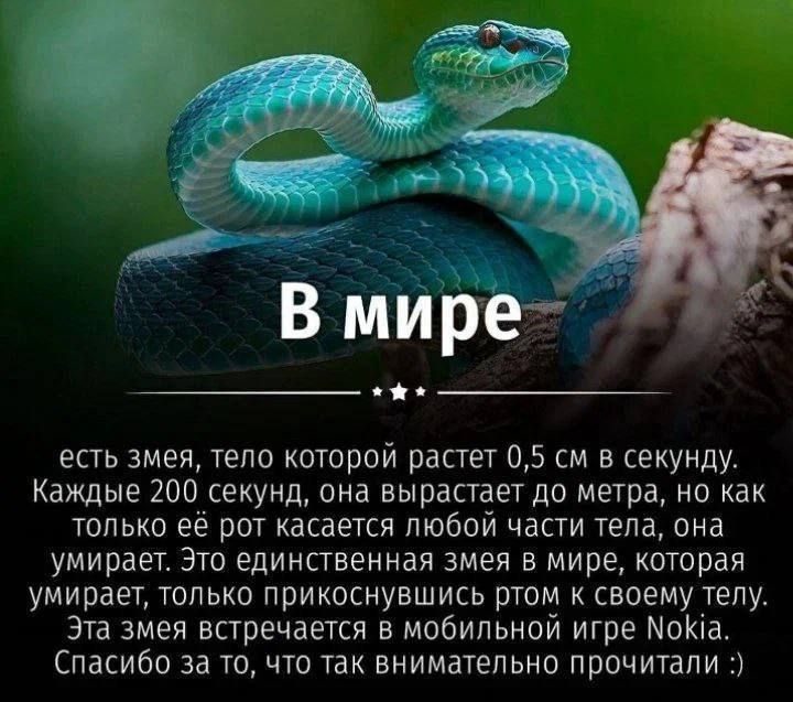 есть змея тело которой растет 05 см в секунду Каждые 200 секунд она вырастает до метра но как только ее рот квсается любой части тела она умирает Это единственная змеи в мире которая умирает только прикоснувшись ртом к своему телу Эта змея встречается в мобильной игре МоКіа Спасибо за то что так внимательно прочитали