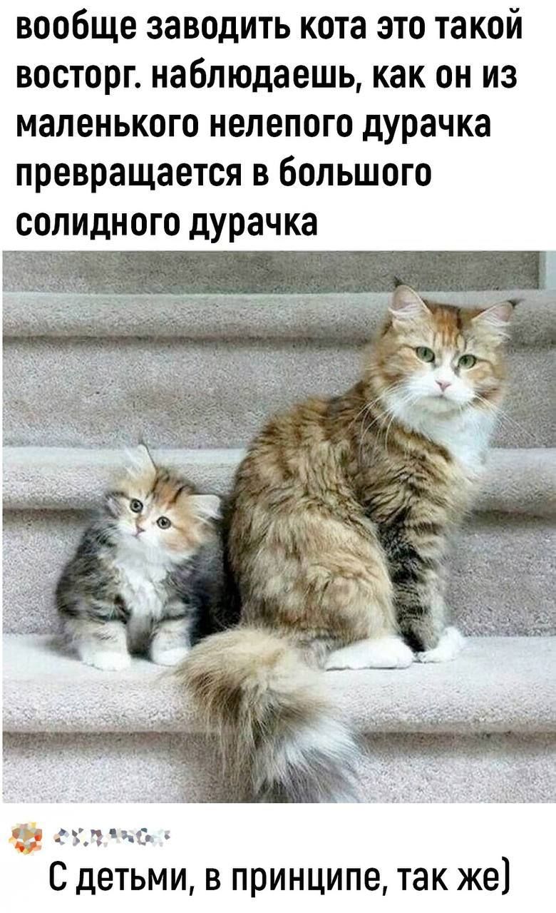 вообще заводить кота это такой восторг наблюдаешь как он из маленького нелепого дурачка превращается в большого солидного дурачка дхс С детьми в принципе так же