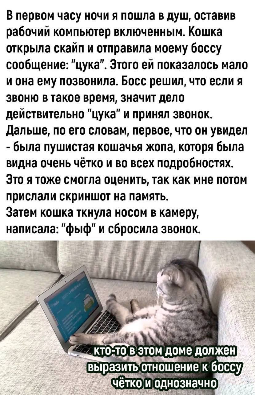 В первом часу ночи я пошла в душ оставив рабочий компыотер включенным Кошка открыла скайп и отправила моему Боссу сообщение цука Этого ей показалось мало и она ему позвонила Босс решил что если я звоню в такое время значит дело действительно цука и принял звонок Дальше по его словам первое что он увилел была пушистая кошачья жопа которя Была видна очень чётко и во всех подробностях Это я тоже смог
