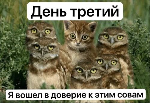 День третий и Ь д Я вошел в доверие к этим совам