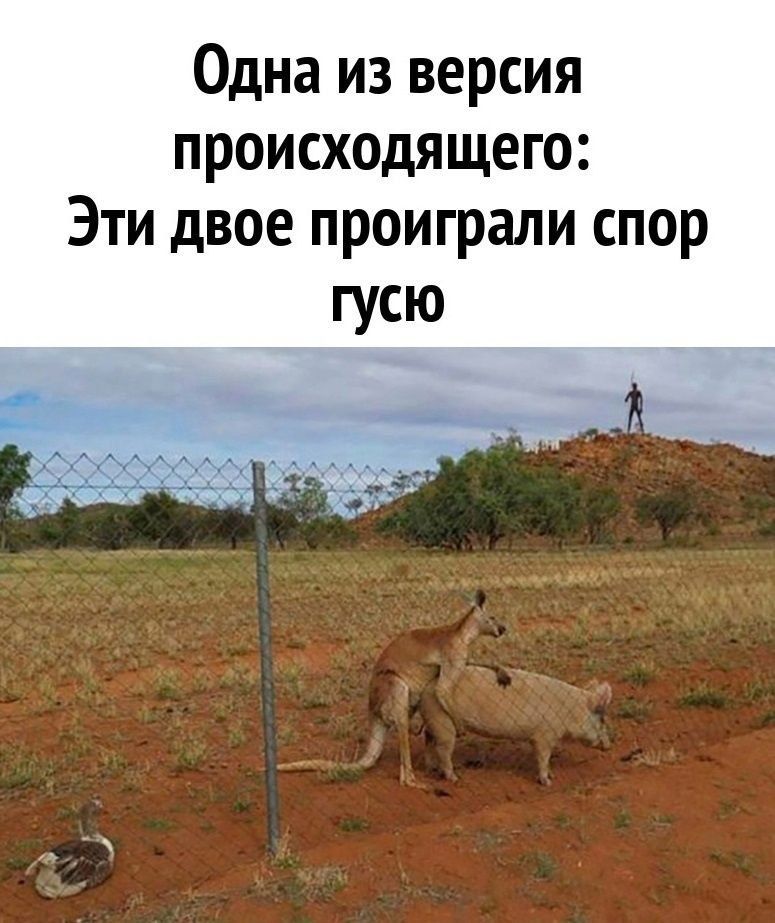 Одна из версия происходящего Эти двое проиграли спор гусю