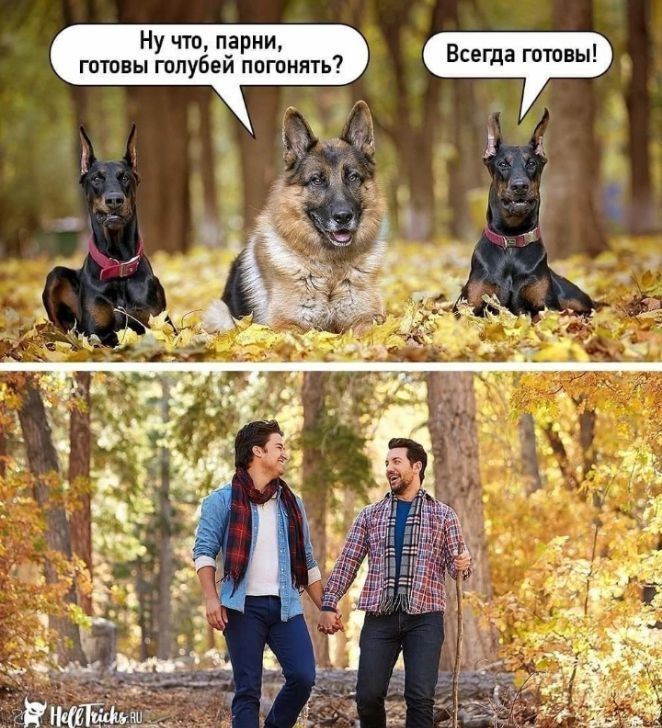 Ну что парни Т готовы голубей погонять Всегда готовы у