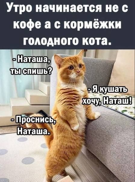 Утро начинается не с кофе а кориёжки голодного кота