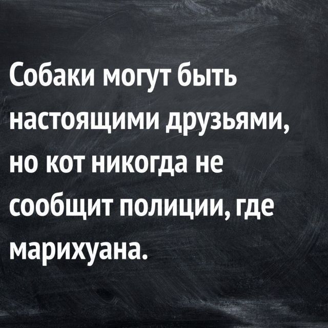 Собаки могут быть настоящими друзьями но кот никогда не сообщит полиции где марихуана