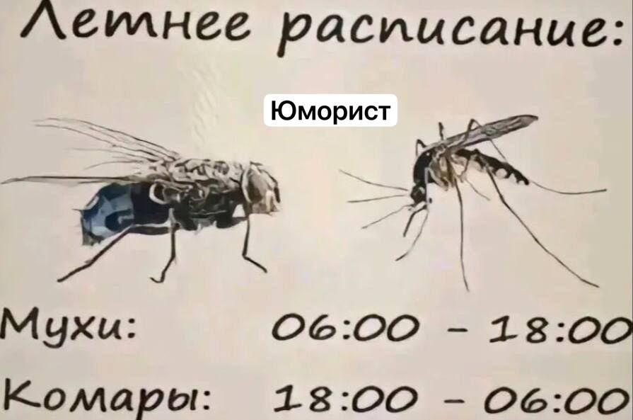 Аемнее расписание Юморист _ _ ч _ 3 Мухи 0600 1800 Комары 1800 0600