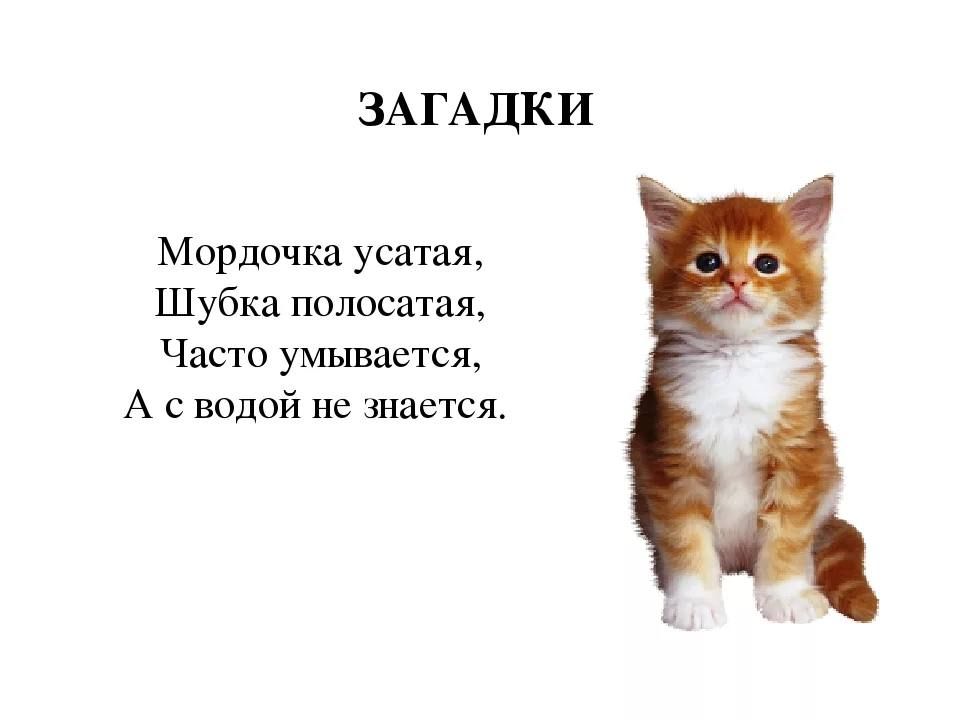 ЗАГАДКИ Мордочка усагая Шубка полосатая Часто умъшаетсл А с водой не знается