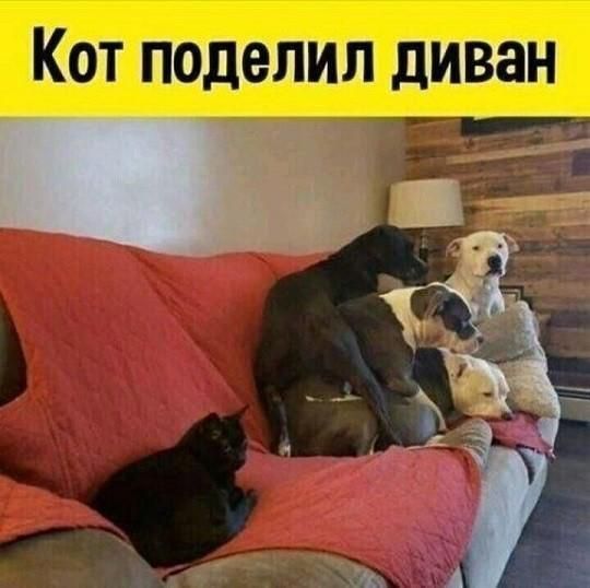 Кот поделил диван