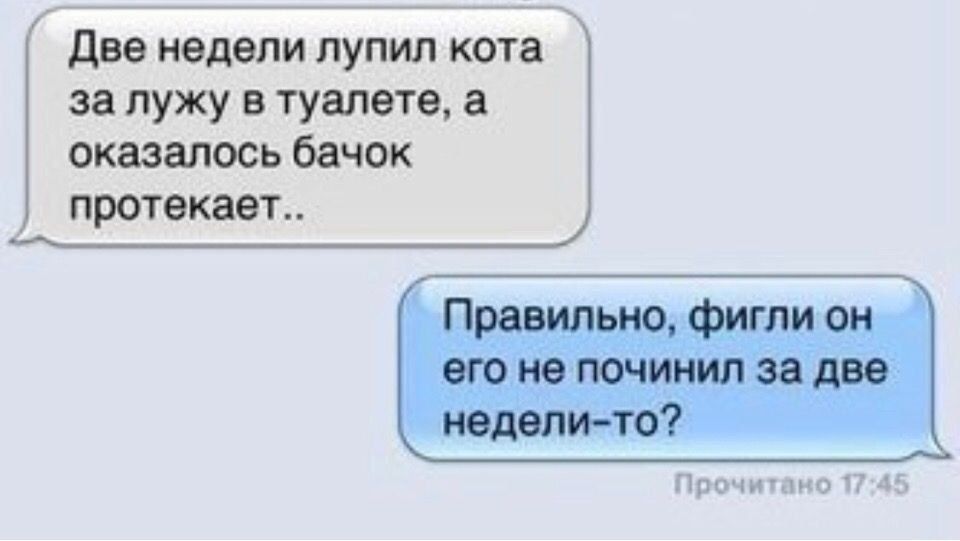 Две недели лупил кота за лужу в туалете а оказалось бачок протекает Прочитано 1745